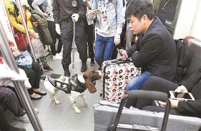 警犬在民警的帶領(lǐng)下對(duì)列車進(jìn)行安全檢查。