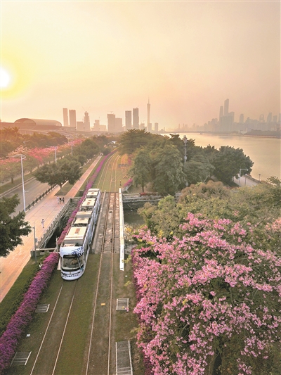 有軌電車兩旁，異木棉和簕杜鵑同時盛放，引來市民拍照。1