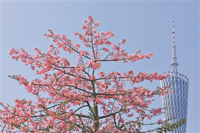 花與廣州塔，成為這座城市的標(biāo)志性風(fēng)景。