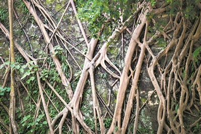 越秀山的明城墻，榕樹盤根錯節(jié)，講述著光陰的故事。1