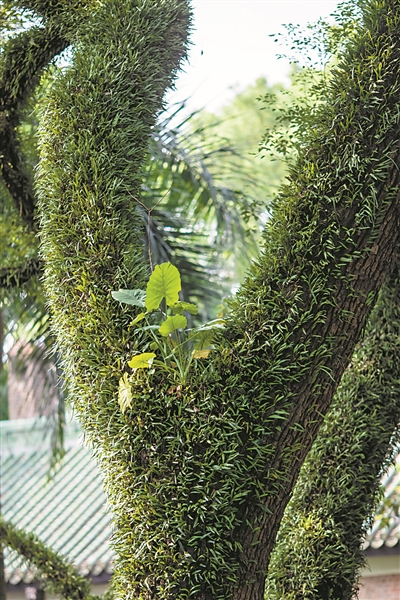 中山大學校園，大樹上爬滿寄生植物。