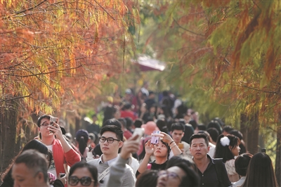 年輕人在金黃色的落羽杉下打卡拍照。