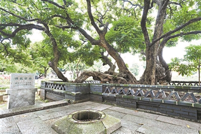 洪秀全手植龍眼樹(shù)195歲了1.jpg