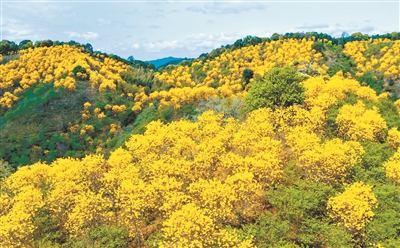  在廣州北部的從化呂田山區(qū)，青山綠水之間又新添了艷麗色彩。黃花風(fēng)鈴木正值繁花期，團(tuán)團(tuán)簇簇的黃花給青山綠樹(shù)披上了黃金甲，遠(yuǎn)看猶如大地流金。