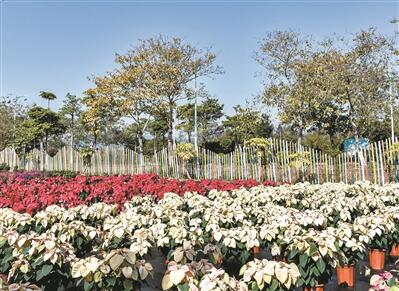第二屆廣州國(guó)際（流溪）花卉博覽會(huì)開幕