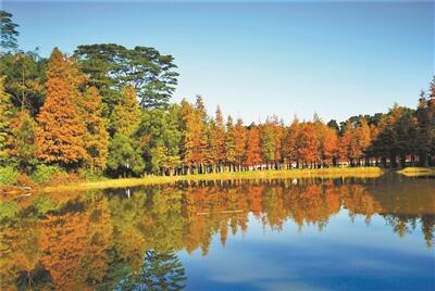 落羽杉“紅”極此時(shí)