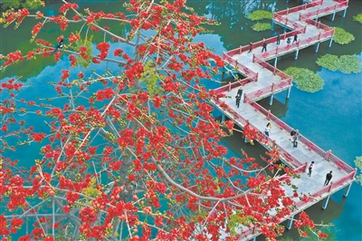 東山湖公園九曲橋旁的木棉花鮮艷綻放，游客也漸漸多了。