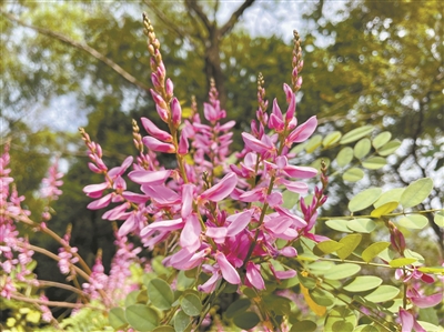 紅花柴盛開(kāi) 宛如群蝶來(lái)