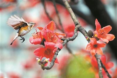 木棉花開(kāi)滿城紅 濃須大面好英雄
