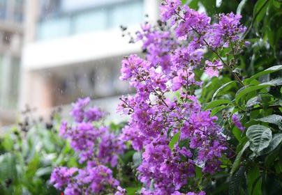夏季，來花城廣州賞花！大花紫薇、鳳凰花……