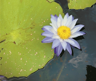 嘆空調(diào)、裝水簾、吹風(fēng)扇……看植物“花式”避暑