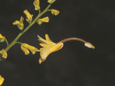 蝎尾蕉、舞花姜、大莪術(shù)——夏日植物園最佳打卡點(diǎn)！