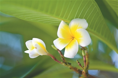 “未開花時(shí)先有節(jié) 到爛漫時(shí)顯嬌羞” 記憶深處的那縷清香