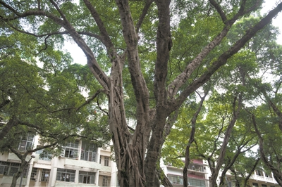 古榕見(jiàn)證越秀賓館建立