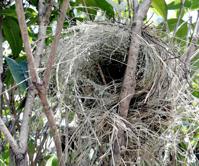 “靈鳥”降臨，守護萬物和諧共生的美麗家園