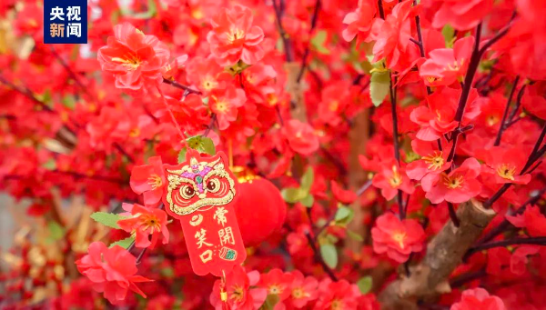 寫意春天里 灣區(qū)花正開