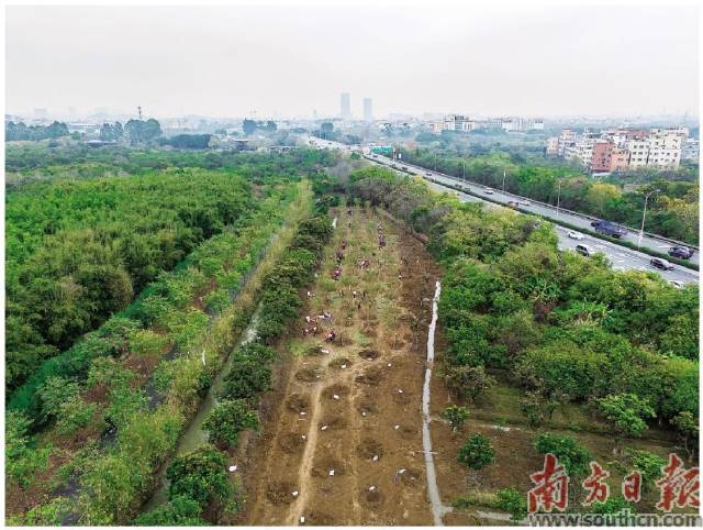 3月9日上午，在廣州海珠國家濕地公園二期，市民分工協(xié)作將樹苗種下。