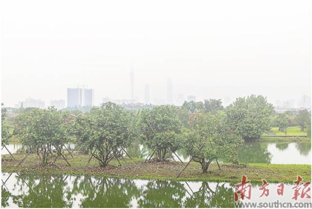 廣州海珠國家濕地公園二期。