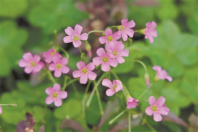 華南國家植物園里的酢漿草、鬼針草、鵝腸菜全開花啦……