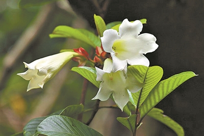 清明花開寄思念 一花一草總關(guān)情