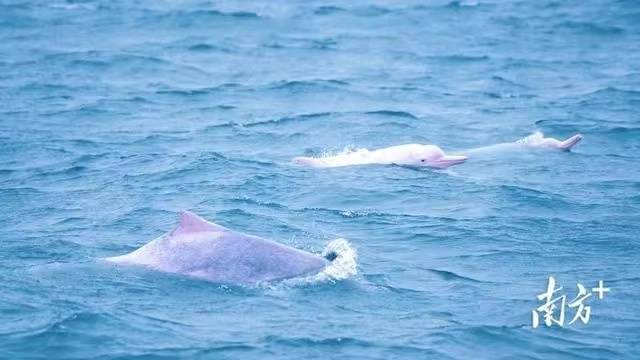 成群中華白海豚在雷州灣撒歡。吳東俊 攝