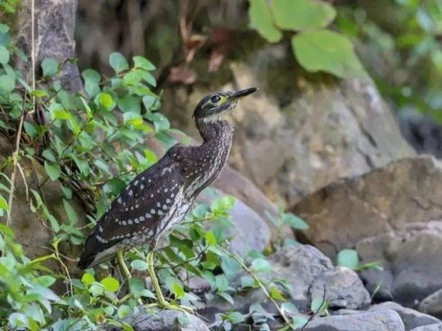 比大熊貓還稀有，“世界上最神秘的鳥”海南鳽神秘在哪里？