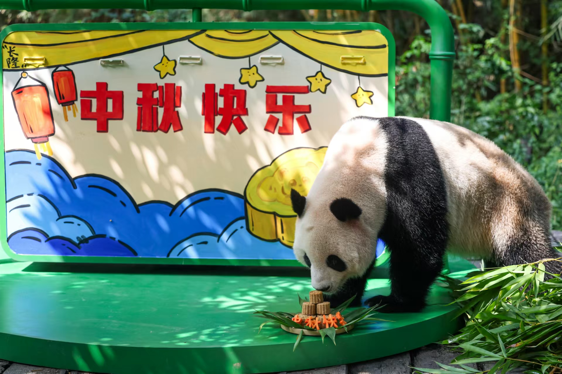 長(zhǎng)隆野生動(dòng)物世界大熊貓過(guò)中秋.jpg