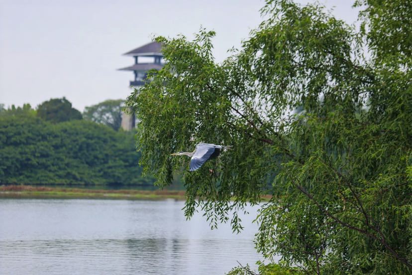 觀鳥、攝影、科普講座……首屆綠色灣區(qū)國際觀鳥節(jié)在南沙開幕