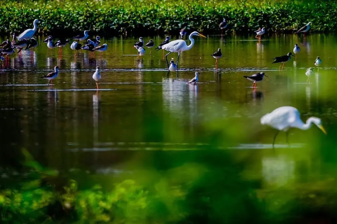 廣州南沙濕地鳥類環(huán)志站揭牌，推動鳥類保護研究邁向新臺階