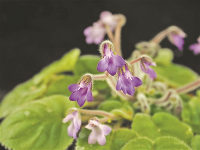 花非花？蝶非蝶？植物界有自己的“角色扮演”