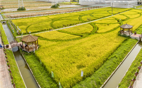 這個(gè)園區(qū)獲評(píng)國(guó)家3A級(jí)旅游景區(qū)，將打造成廣州農(nóng)旅名片