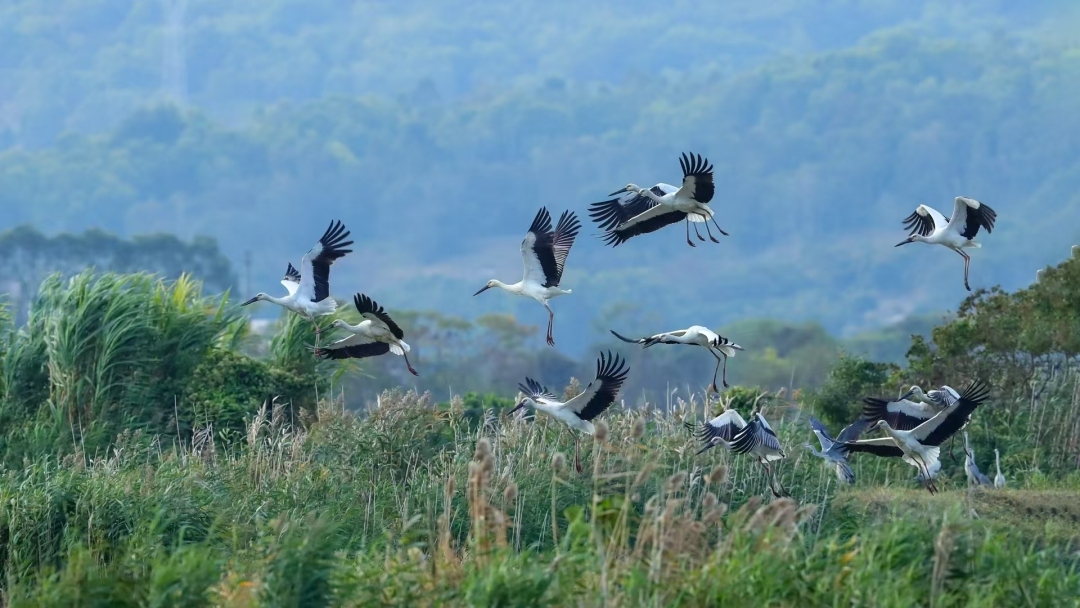 “鳥潮”來襲！廣東沿海濕地迎來候鳥遷徙盛景