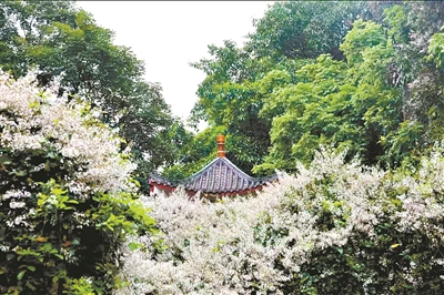千年古樹述城史 萬木枝繁縈鄉(xiāng)愁