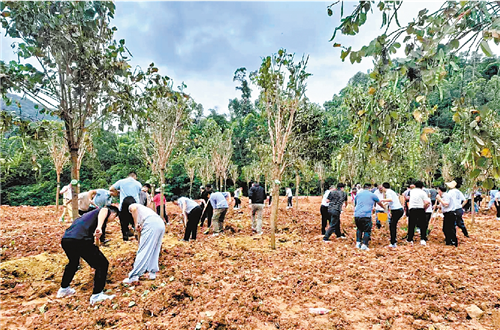 港澳“同心林”植樹活動舉辦