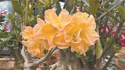 華南國(guó)家植物園舉辦沙漠玫瑰專(zhuān)題植物展