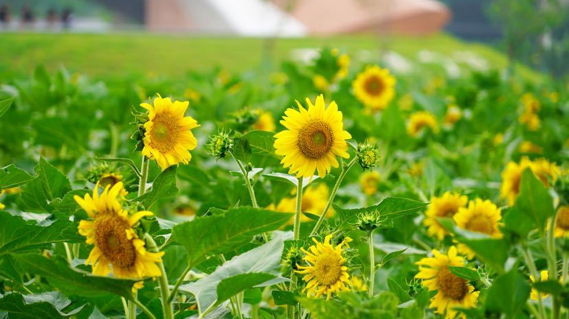 百畝向日葵花海化身流動(dòng)油畫(huà)