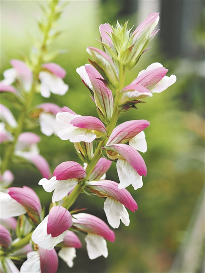 “蛤蟆吐蓮” 啟迪藝術(shù)