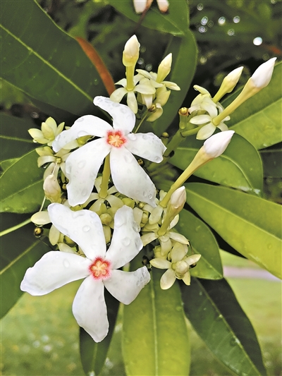 “盛夏白紗” 只可遠(yuǎn)觀