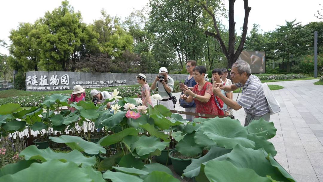 150種荷花“上岸”！廣州云溪植物園“荷”你相約