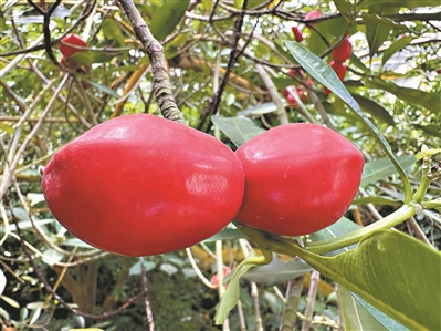 果實(shí)“同心” 愛意天成