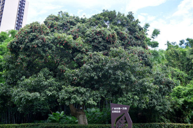 古荔真給“荔”！廣州最古老荔枝樹和第一萬株古樹均碩果滿枝