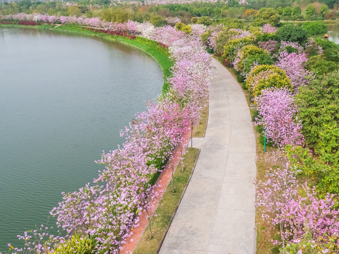海珠濕地石榴崗河綠道