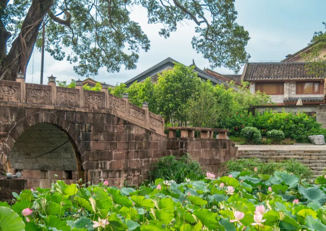 廣州“長(zhǎng)在蓮花里”的700年古村！太避暑了