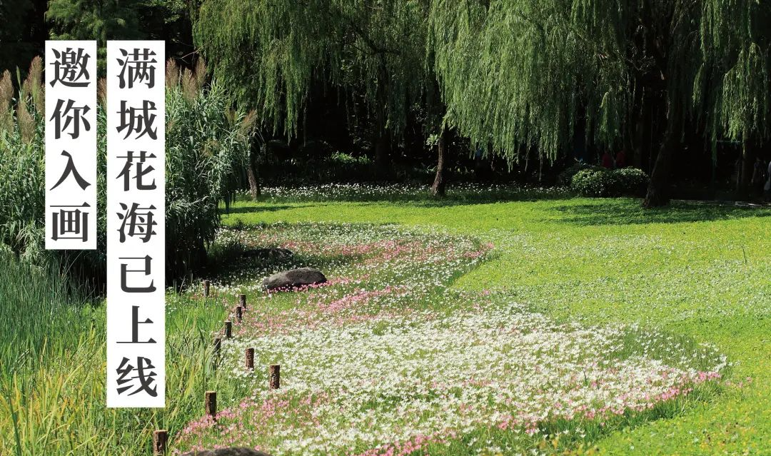 倒計(jì)時(shí)100天！花城全城花海已上線