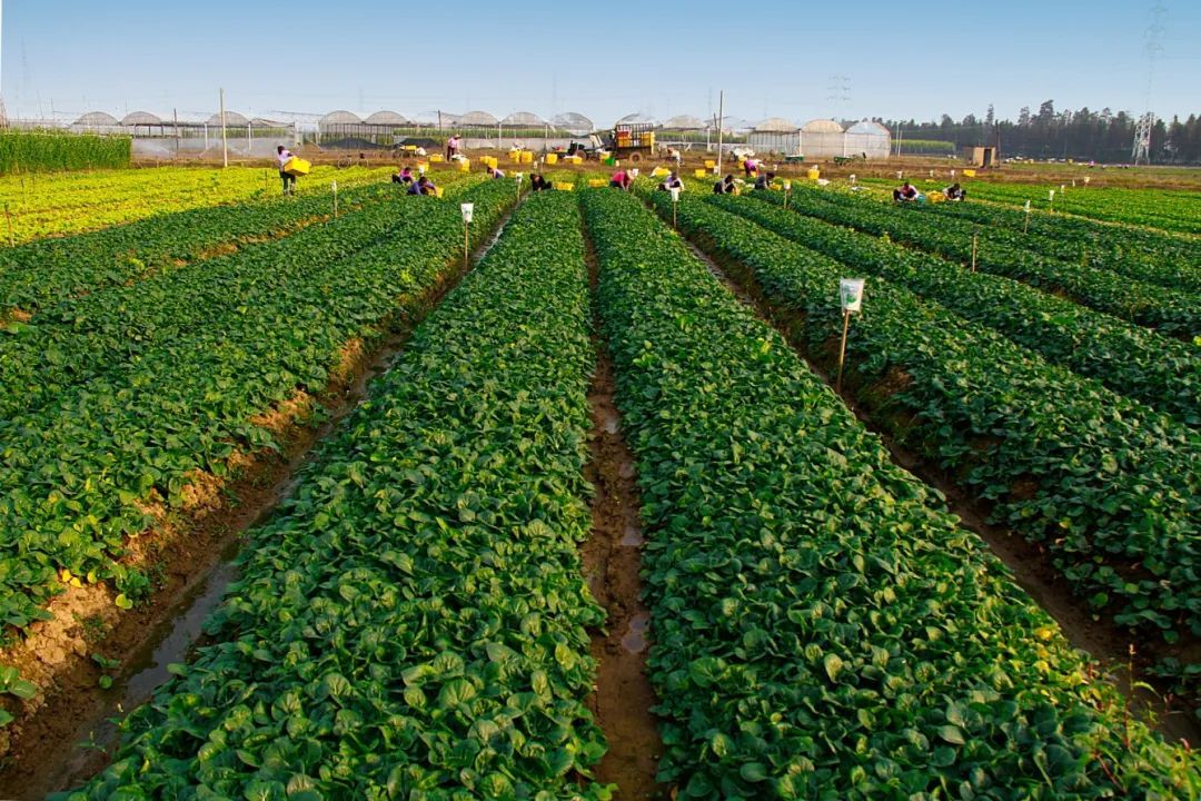 南沙區(qū)大崗鎮(zhèn)廟貝村：文明新風(fēng)拂面 鄉(xiāng)村振興煥新