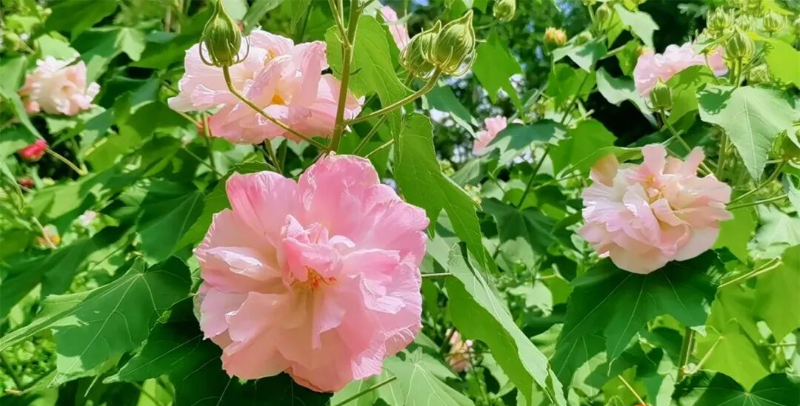 最佳觀賞期！花色一日三變！這是什么神仙顏值→