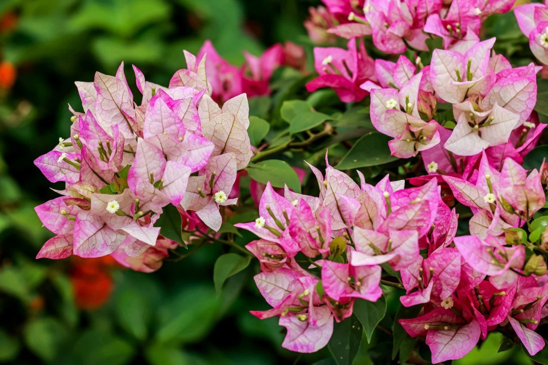 以花為媒，共繪綠韻灣區(qū)！名園名花展上演自然與城市的對話