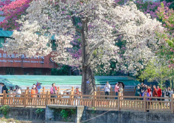 廣州下“雪”了！異木棉限定浪漫已上線，這份打卡地圖請收好！