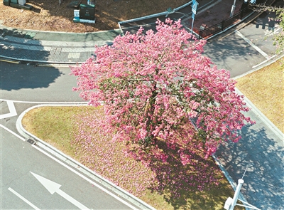 廣州美麗異木棉盛放勾勒城市生態(tài)畫(huà)卷