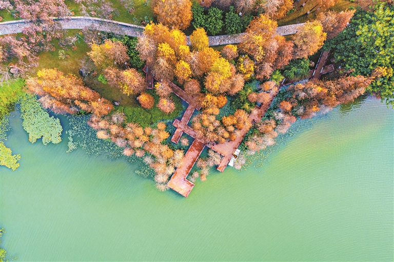 冬日頂流 湖光“杉”色